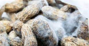 Hidden Threats: Exploring Aflatoxin Contamination in Groundnuts